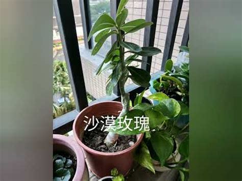 耐曬的觀葉植物|全日照植物種植指南：陽光下的絢爛花海 